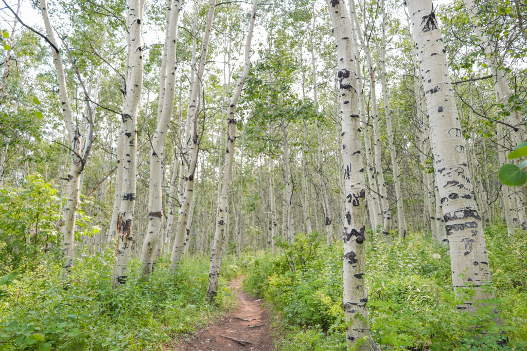 unfolding with nature, forest therapy guide, debbie markham